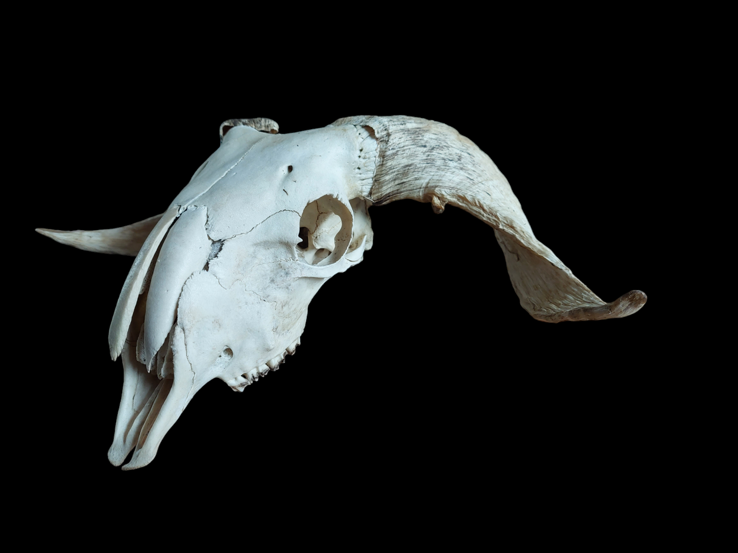 Sheep skull #4