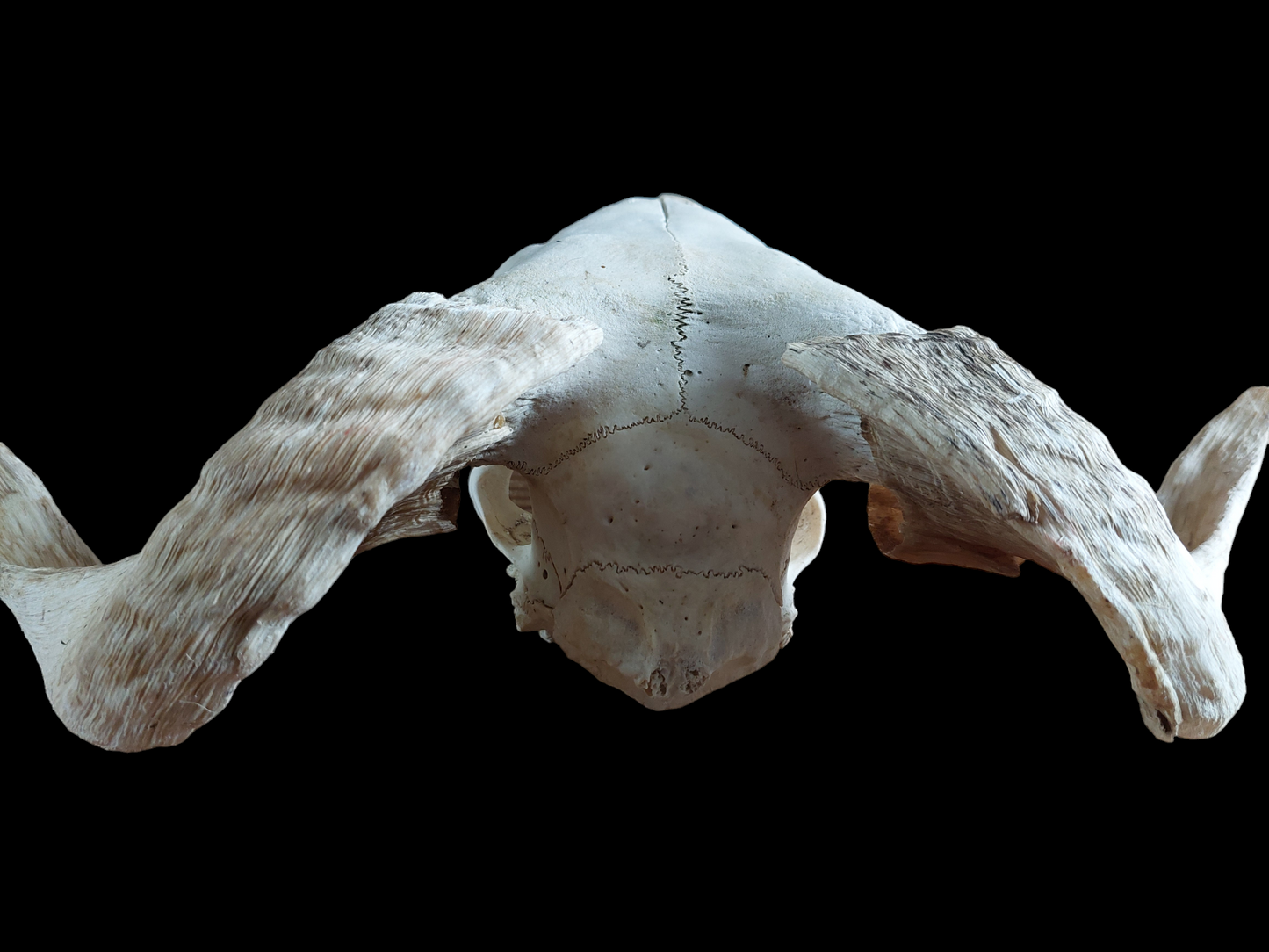 Sheep skull #4