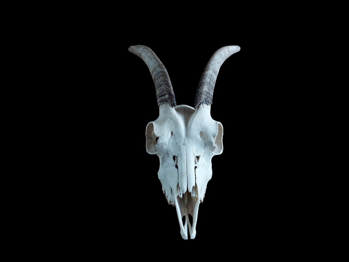 Goat skull #3