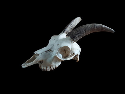 Goat skull #3