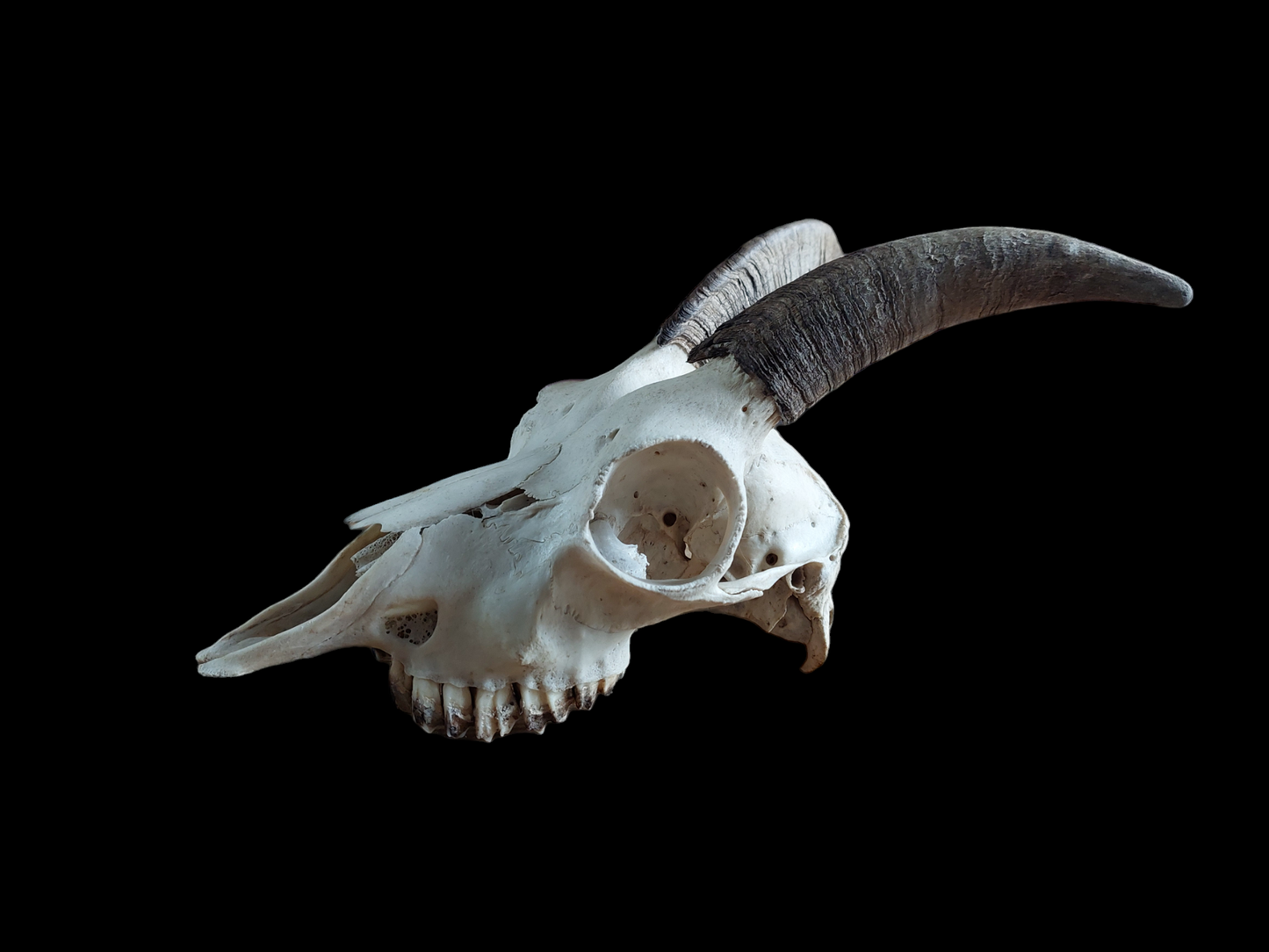 Goat skull #3