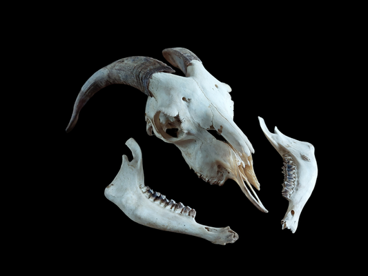 Goat skull #4