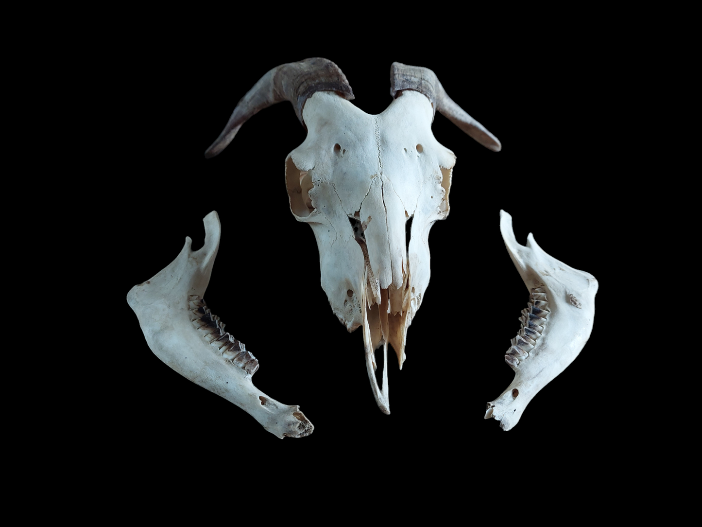 Goat skull #4