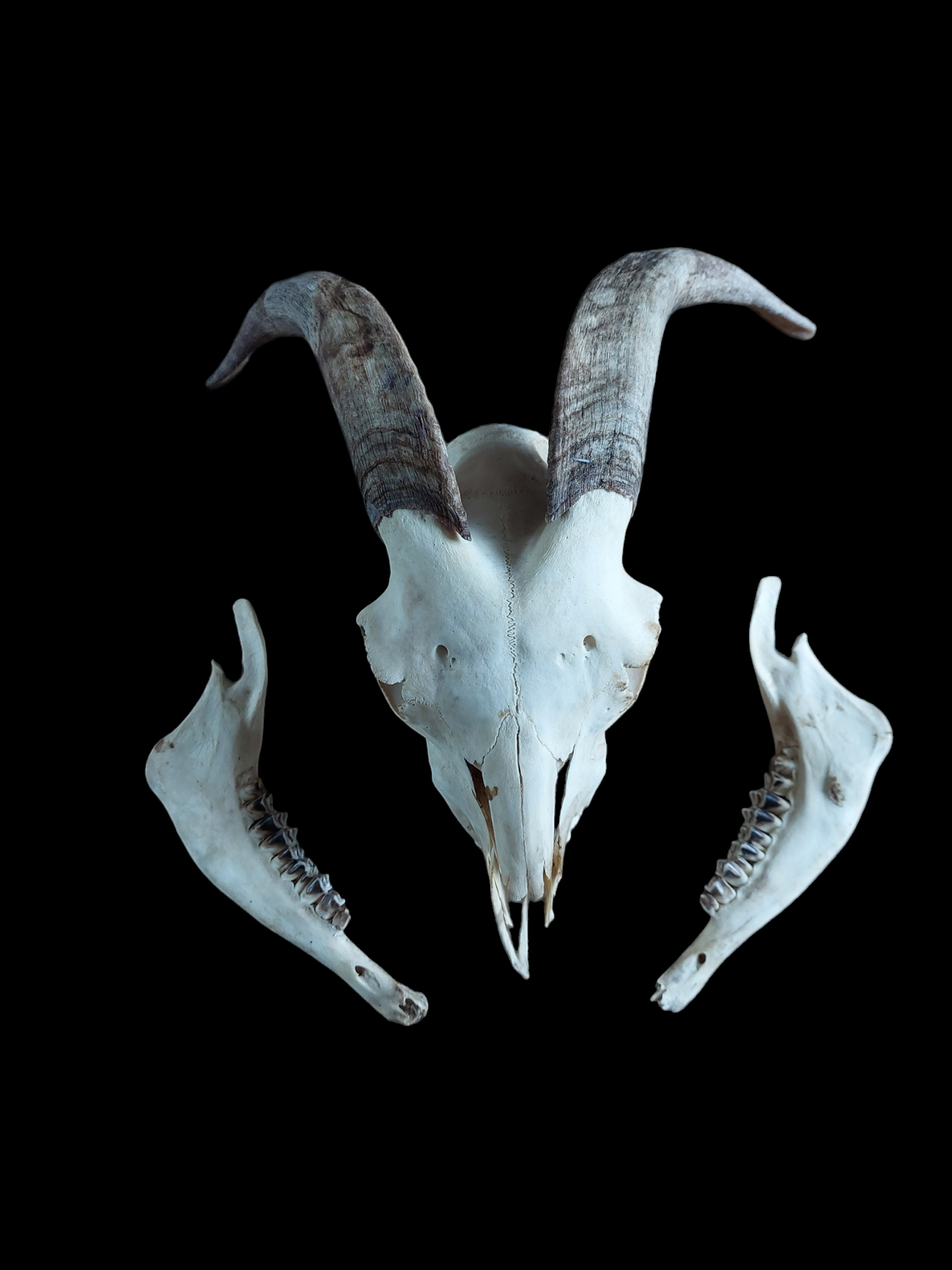 Goat skull #4