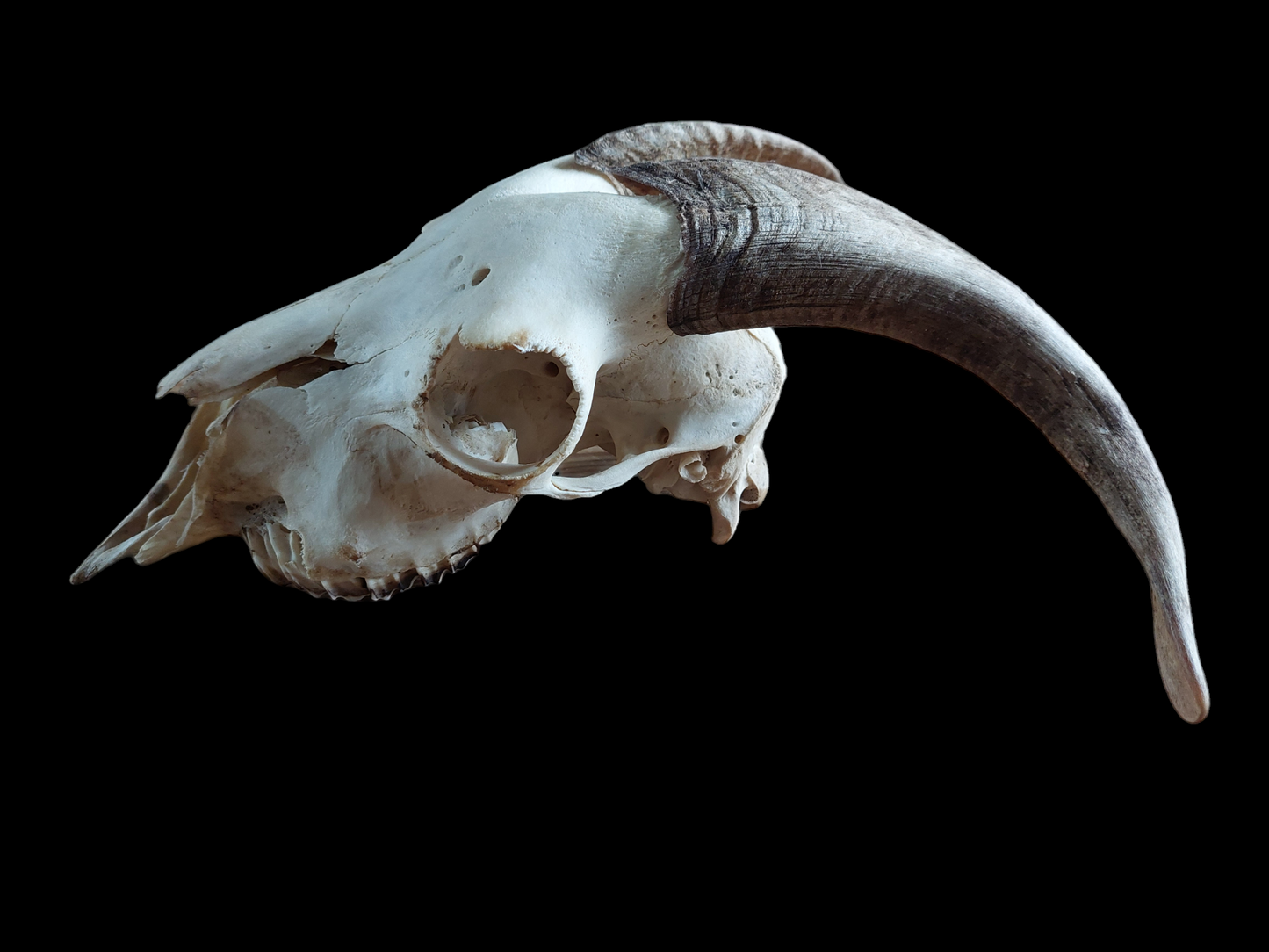 Goat skull #4