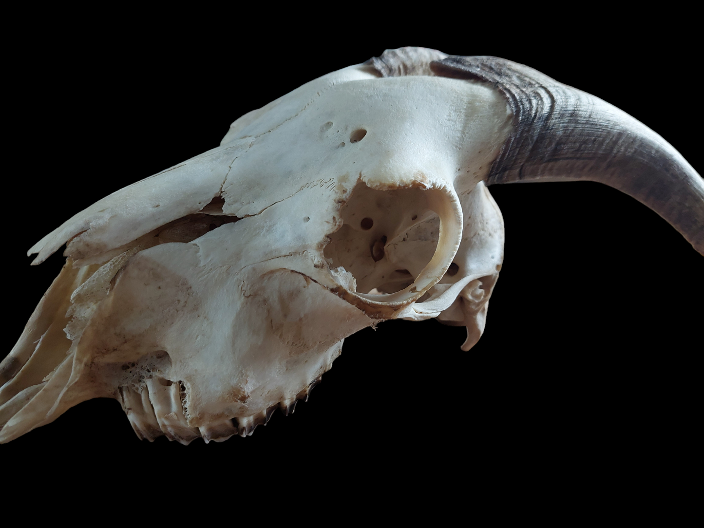 Goat skull #4
