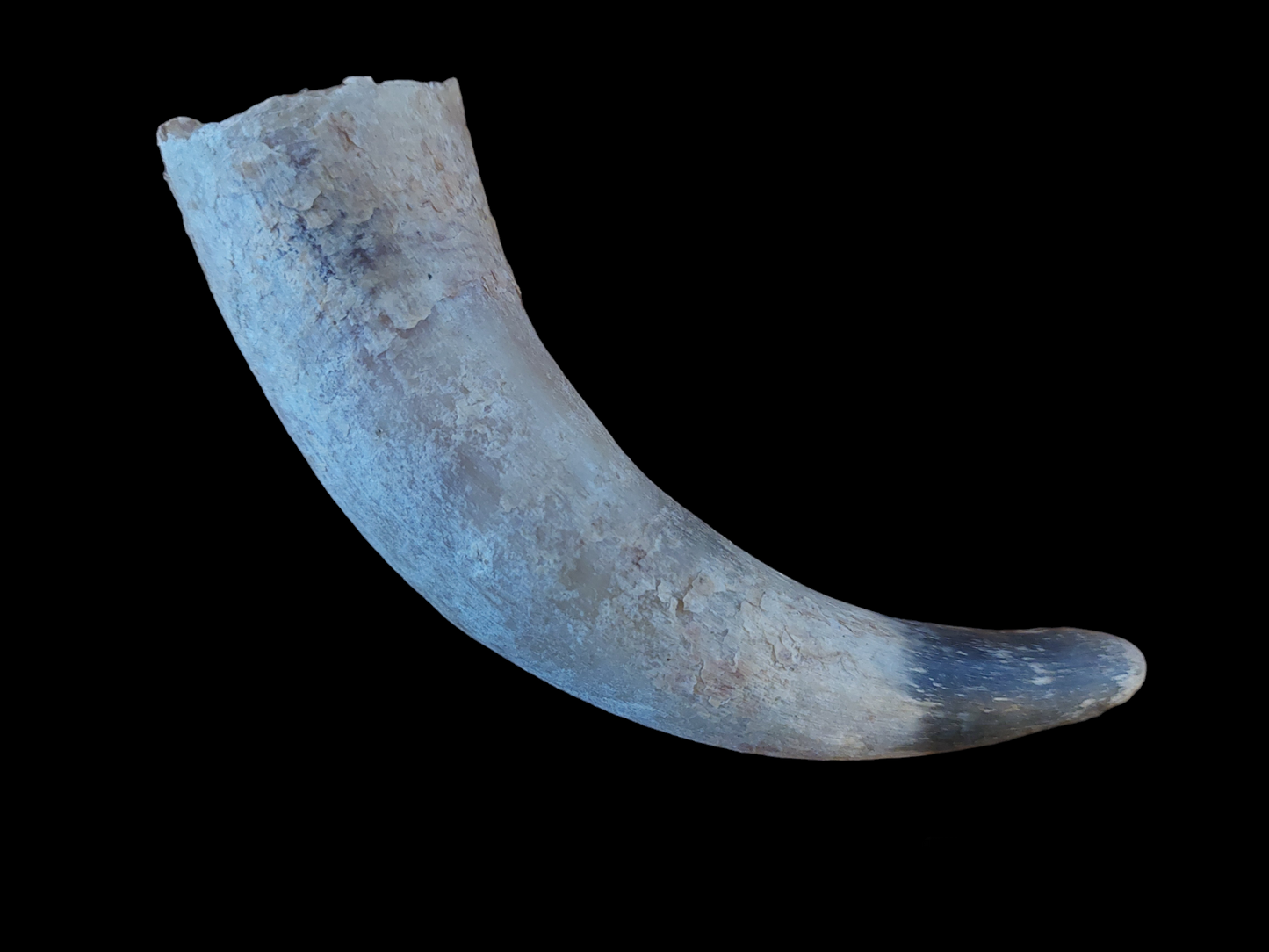 Cow horn