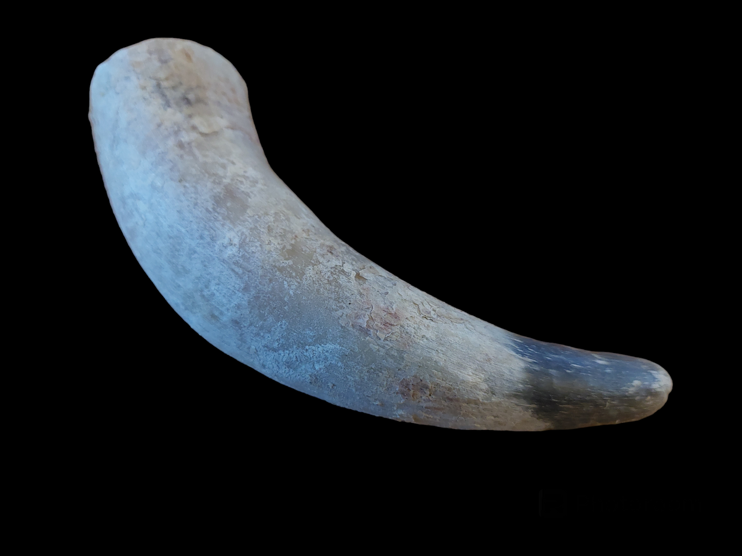 Cow horn