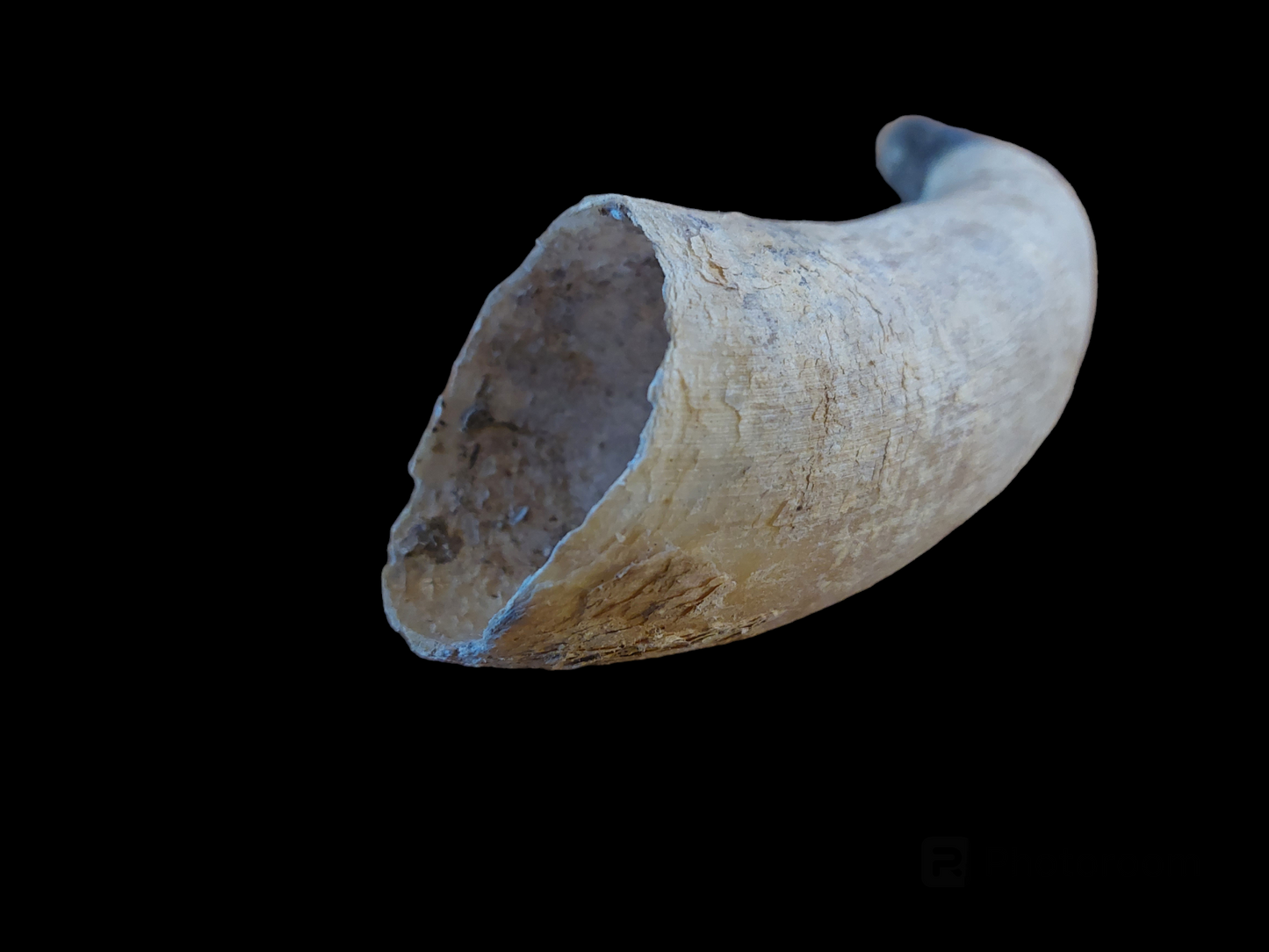 Cow horn