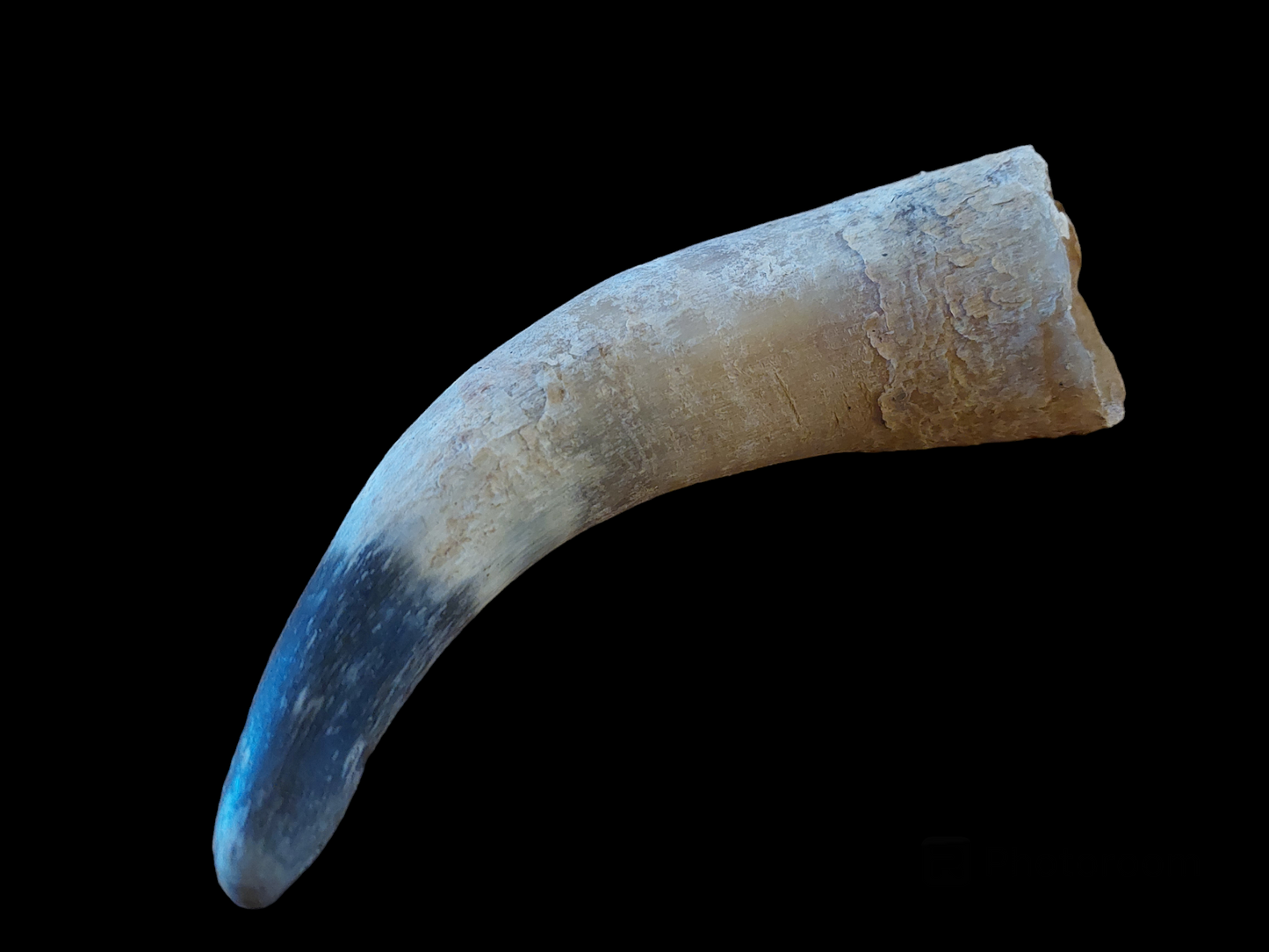 Cow horn