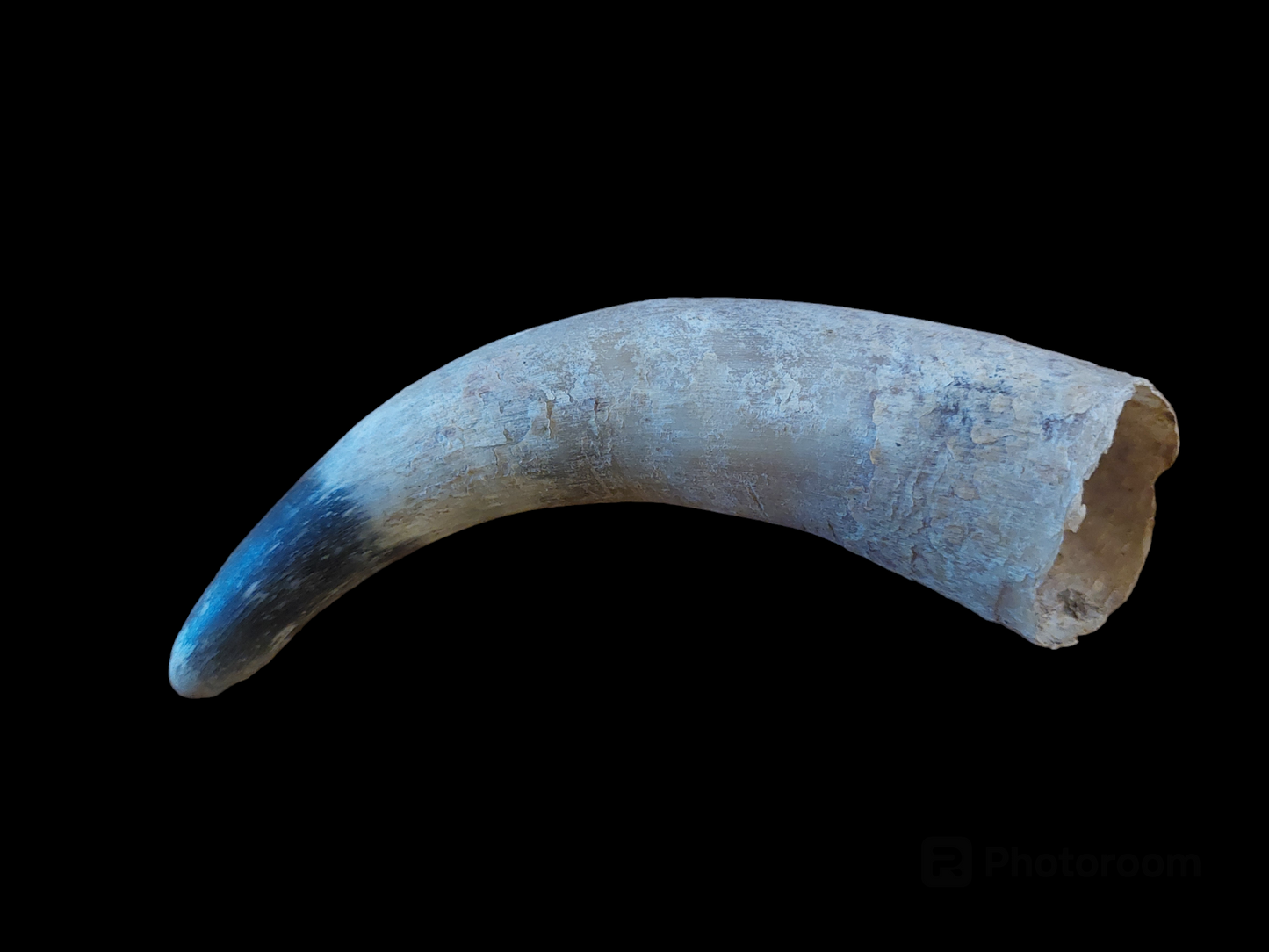 Cow horn