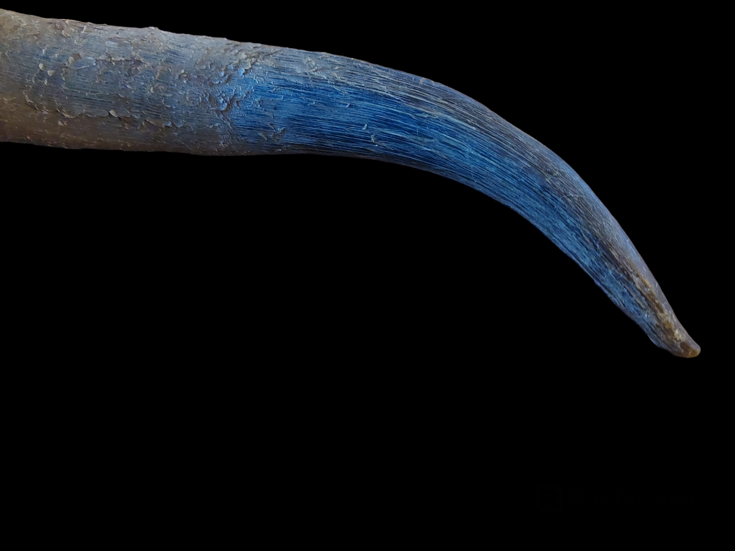 Cow horn