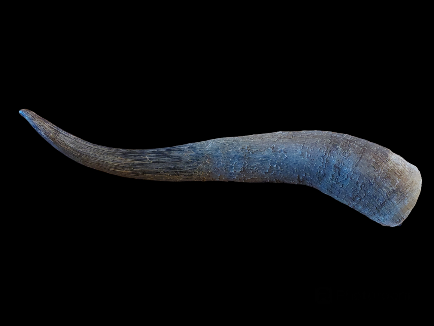 Cow horn