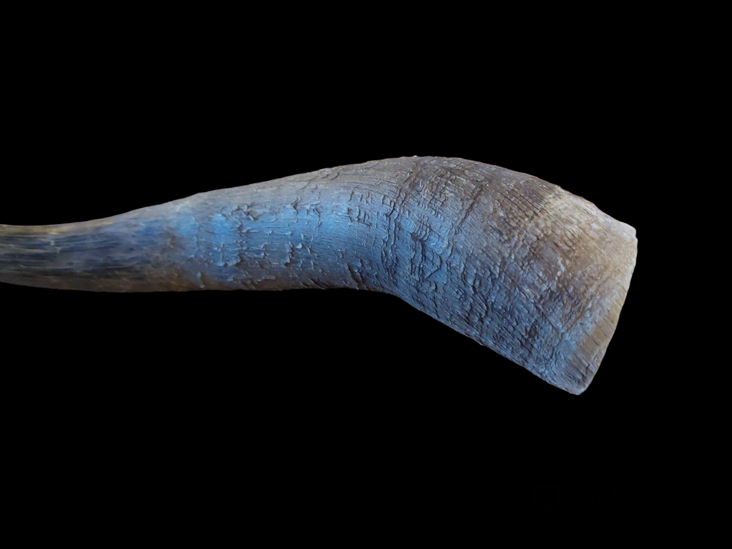 Cow horn