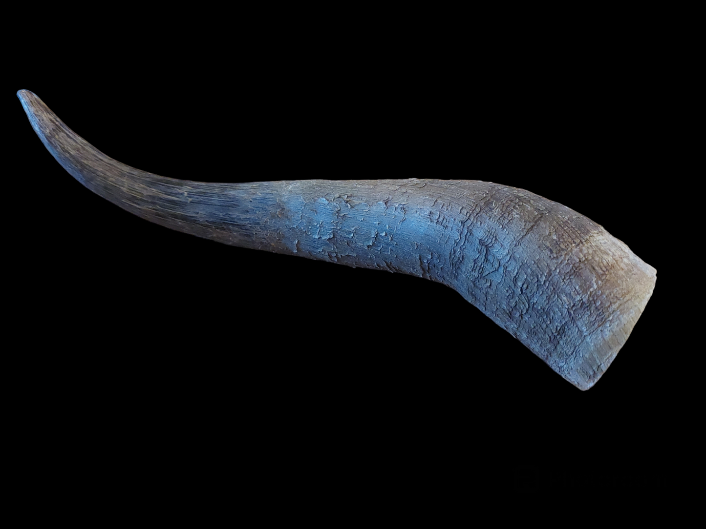 Cow horn