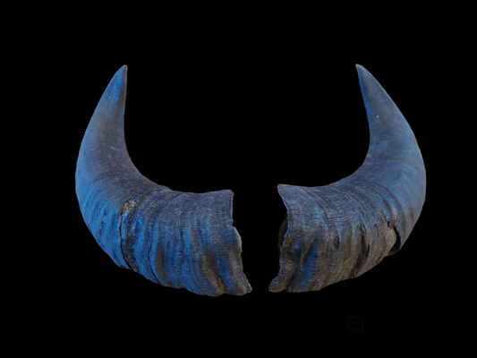 Muflon horns, set of two