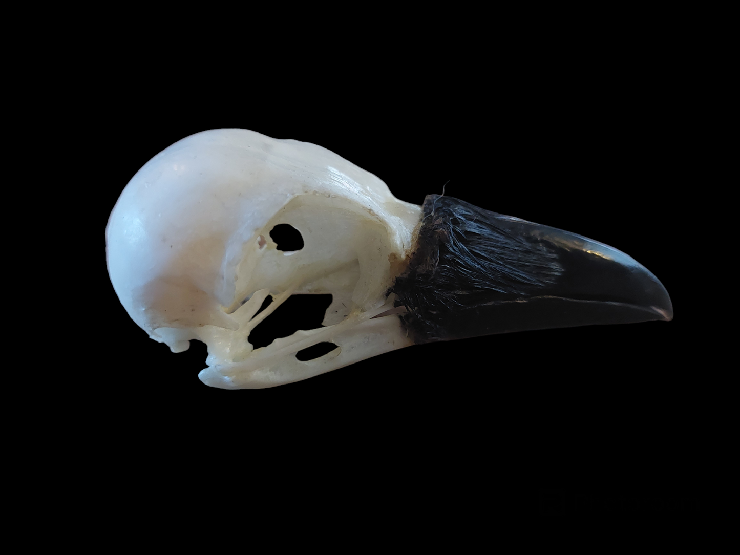 Crow skull #19