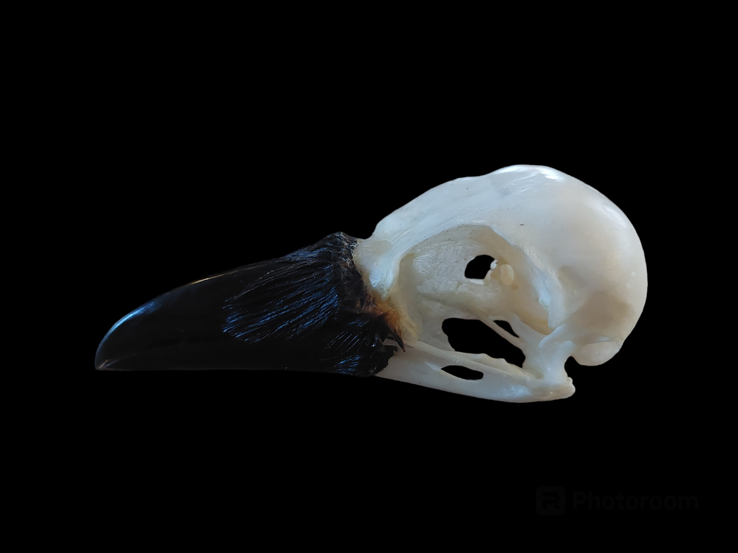 Crow skull #19