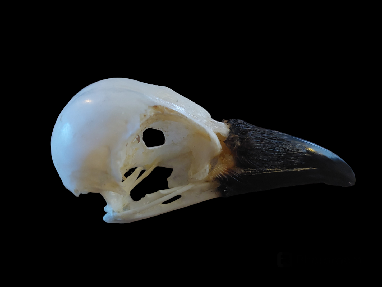 Crow skull #21, B-quality