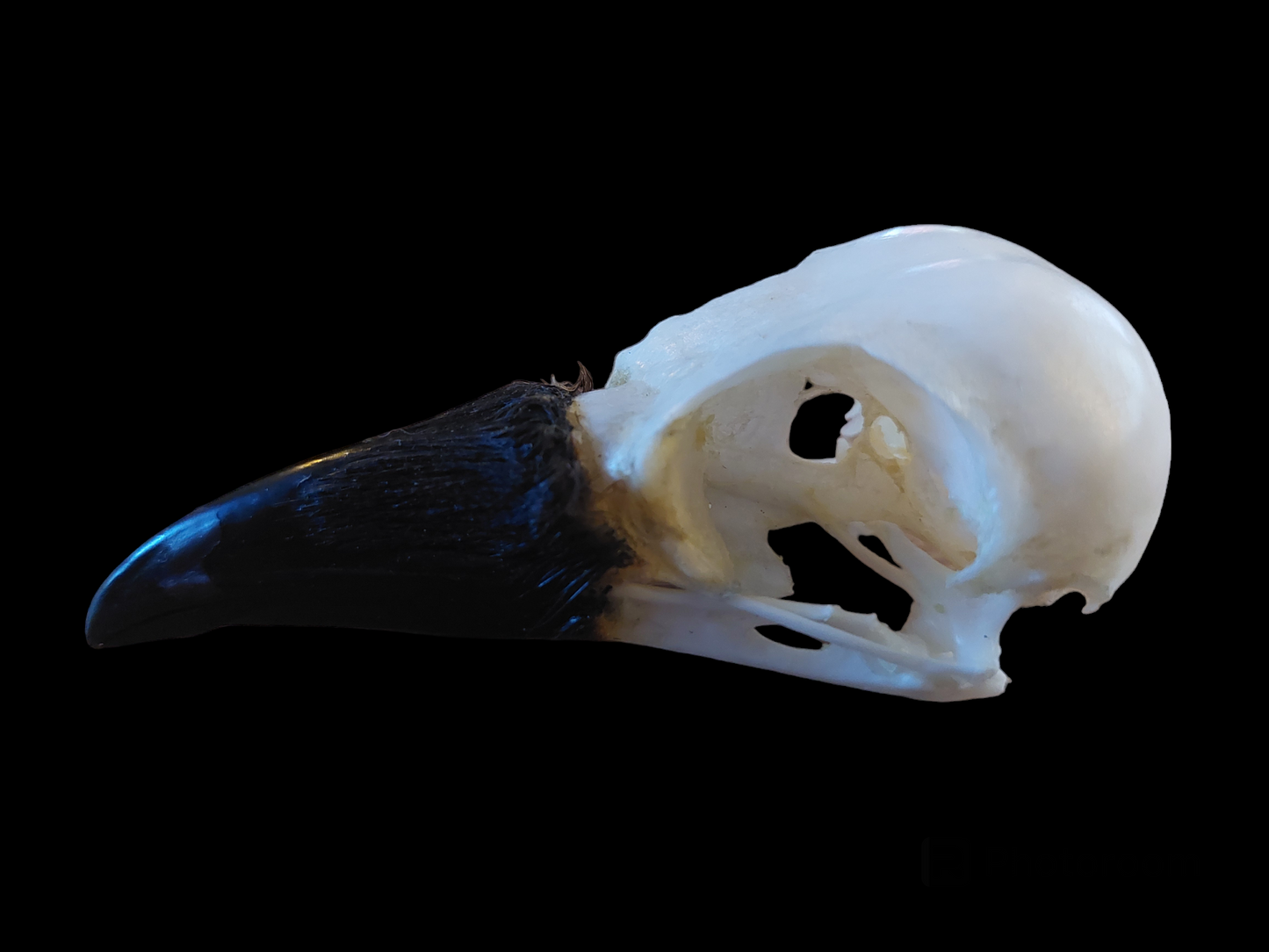 Crow skull #21, B-quality