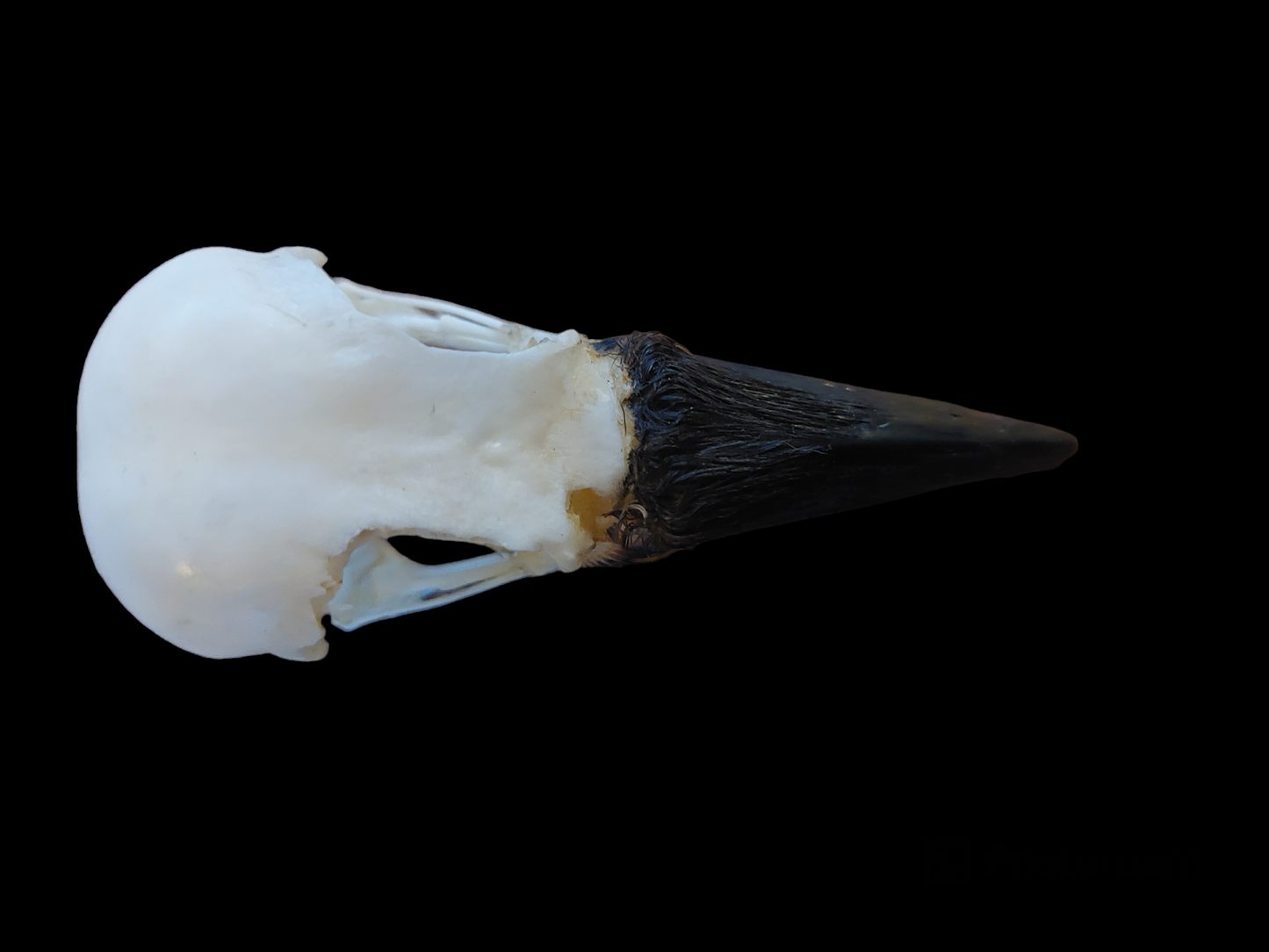 Crow skull #21, B-quality