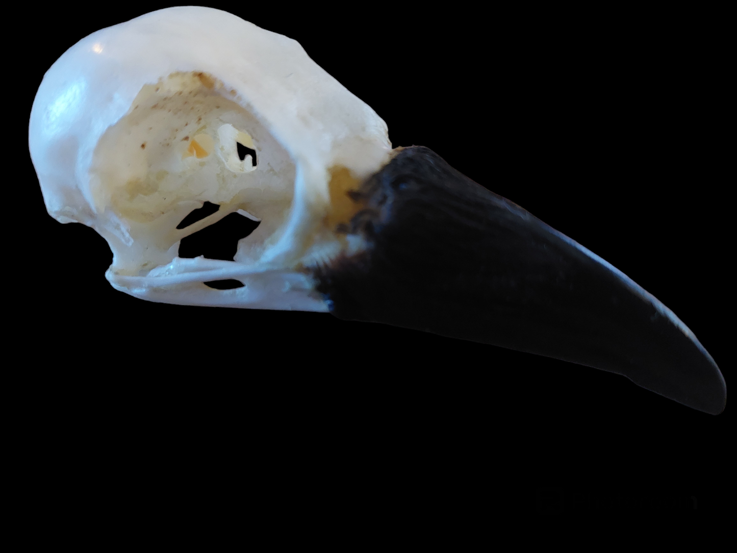 Crow skull #21, B-quality