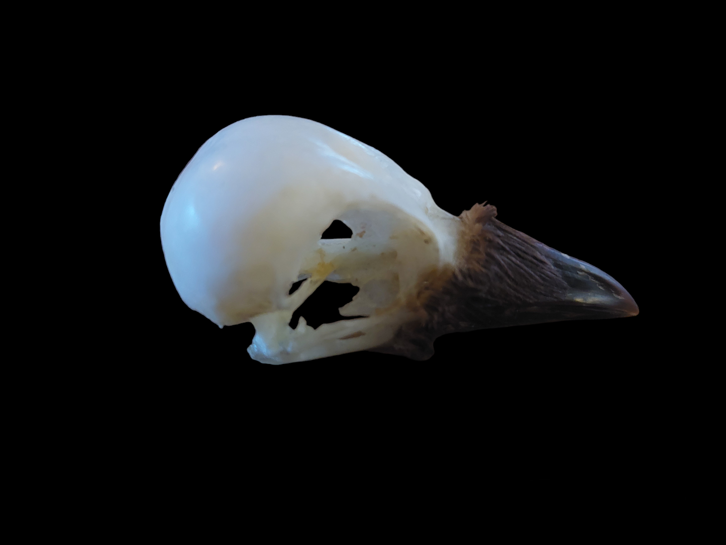 Jackdaw skull #4