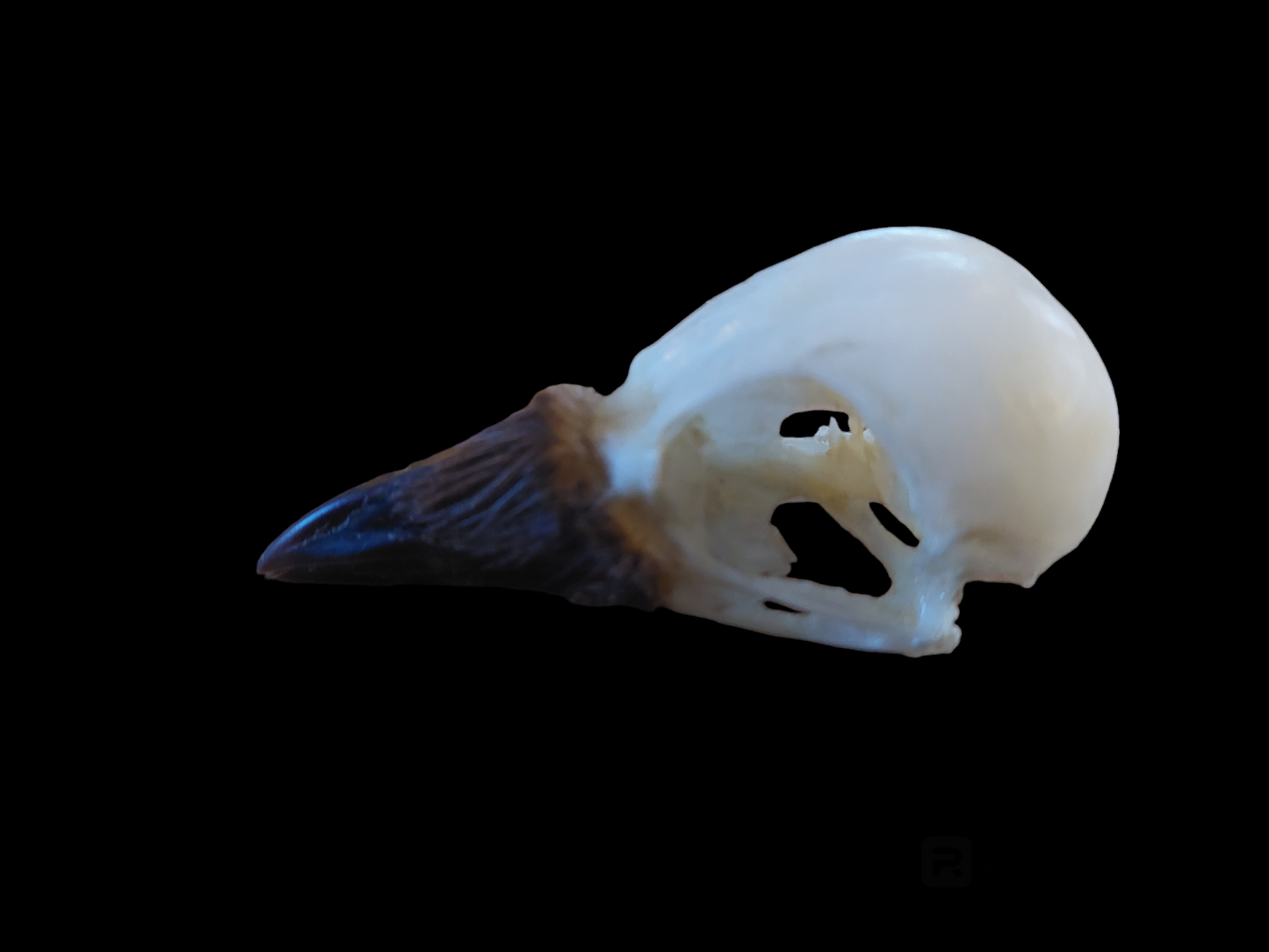 Jackdaw skull #4