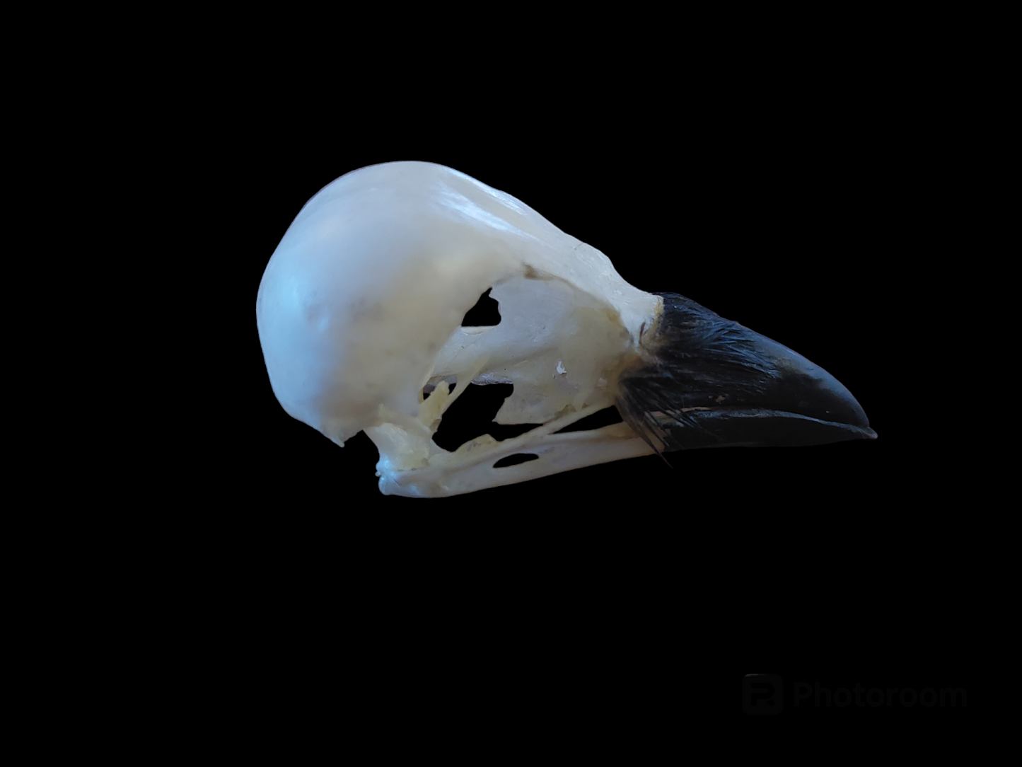 Jackdaw skull #5