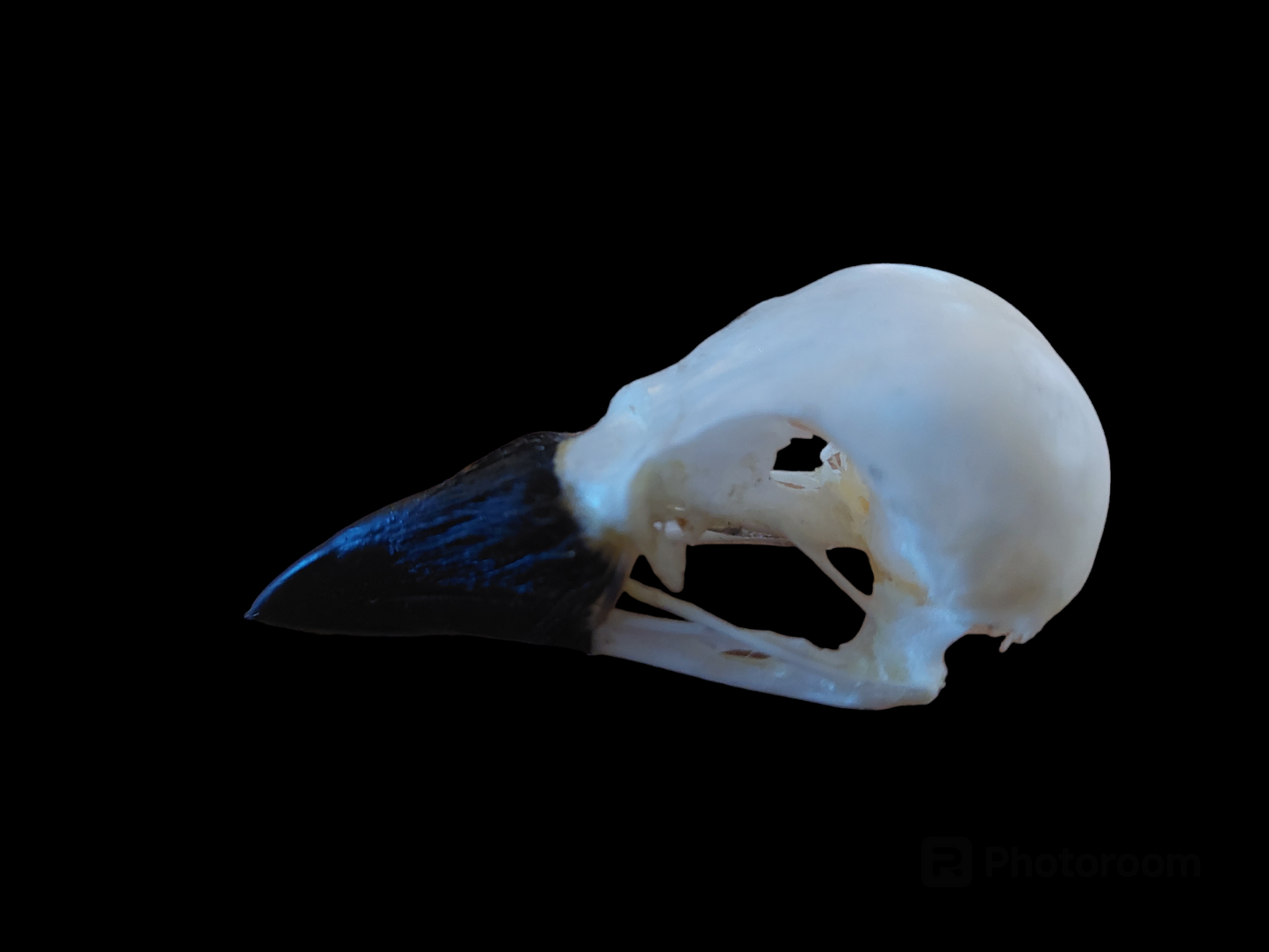 Jackdaw skull #5