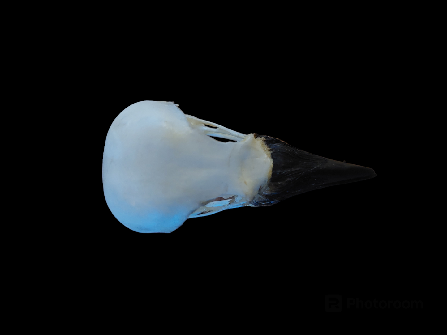 Jackdaw skull #5