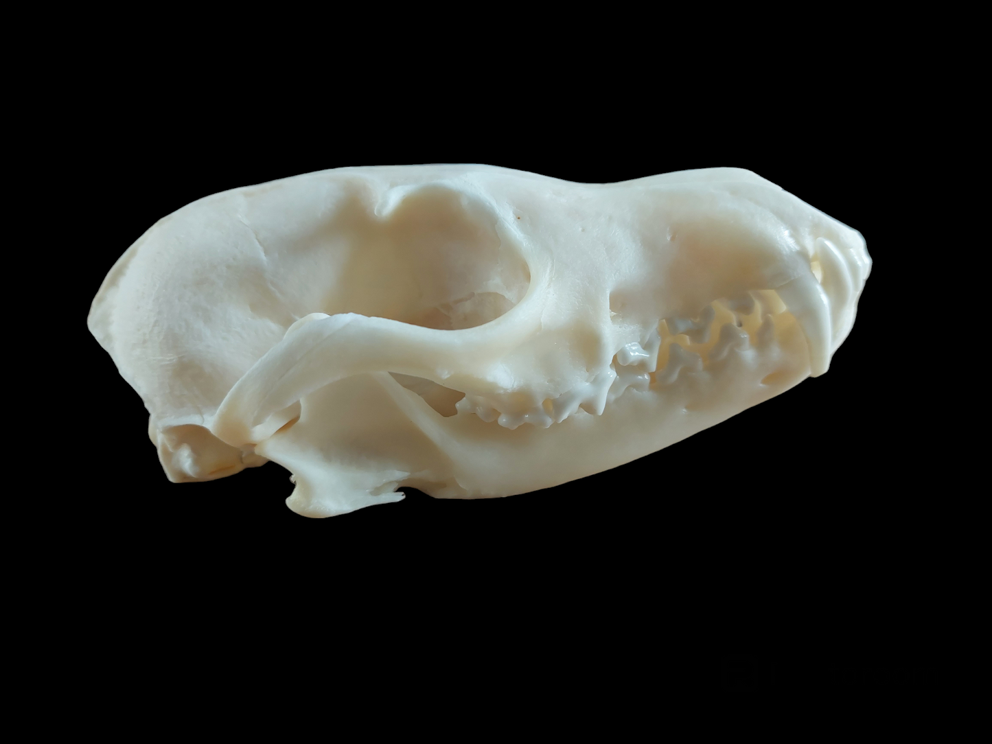 Fox skull #11