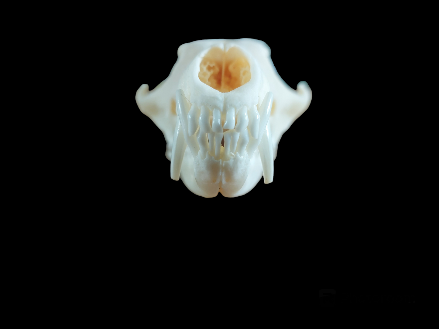 Fox skull #11