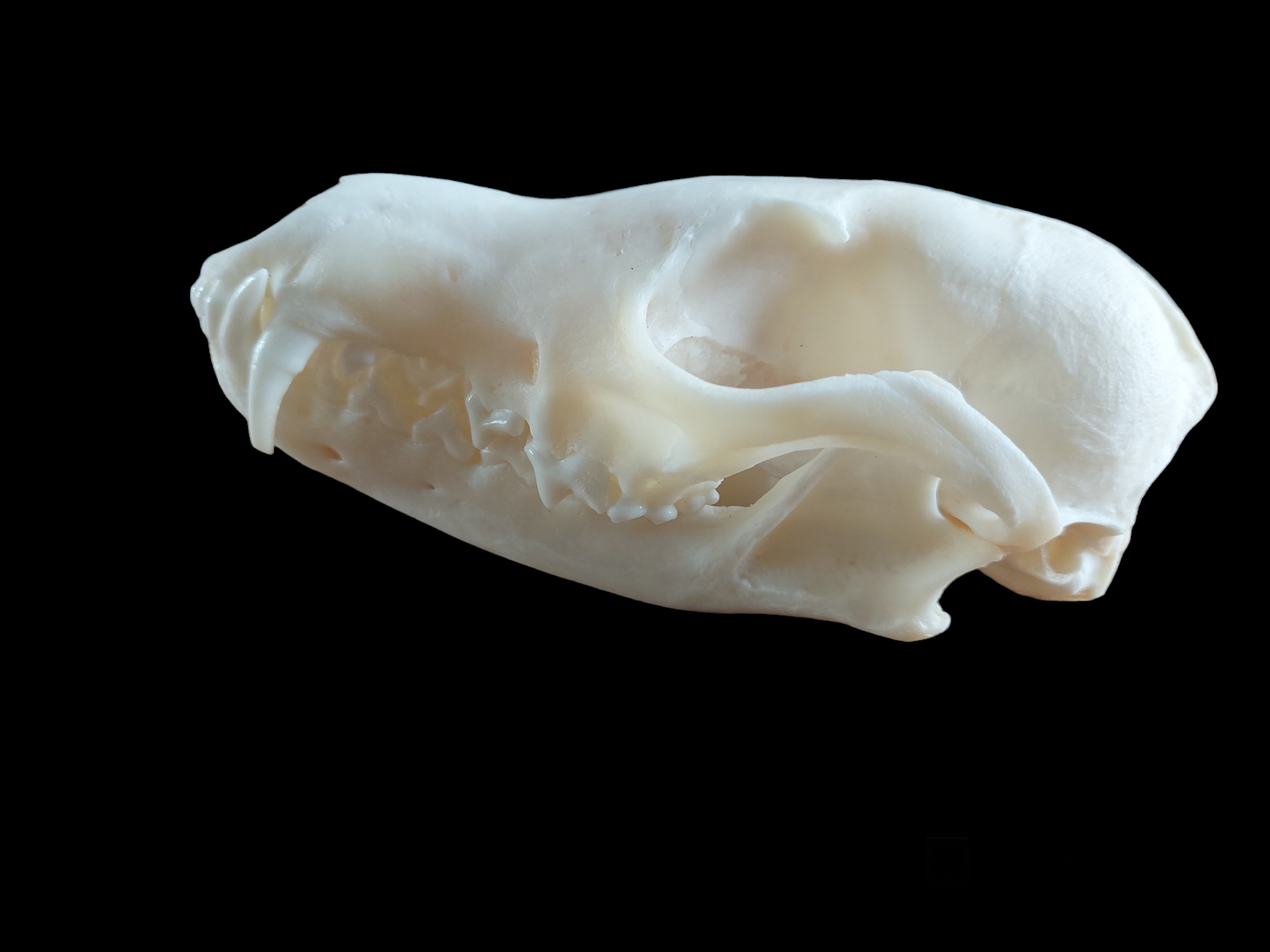 Fox skull #11