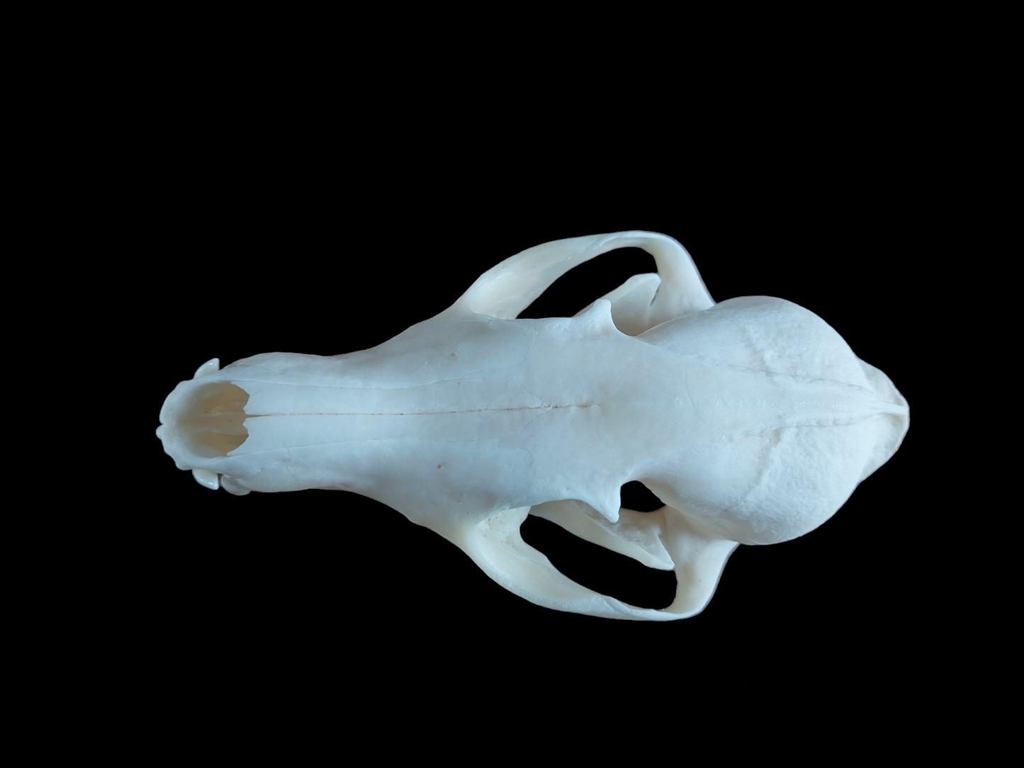 Fox skull #11