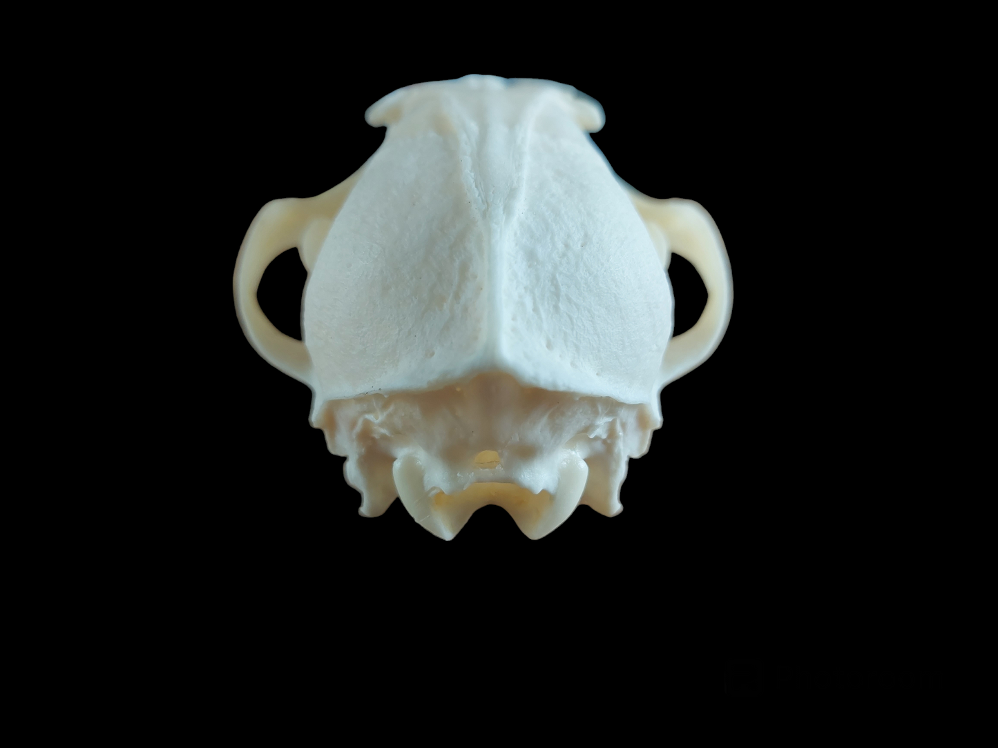 Fox skull #11