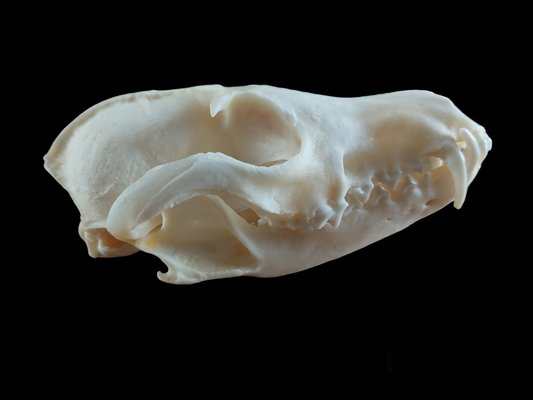 Fox skull #12, B-quality