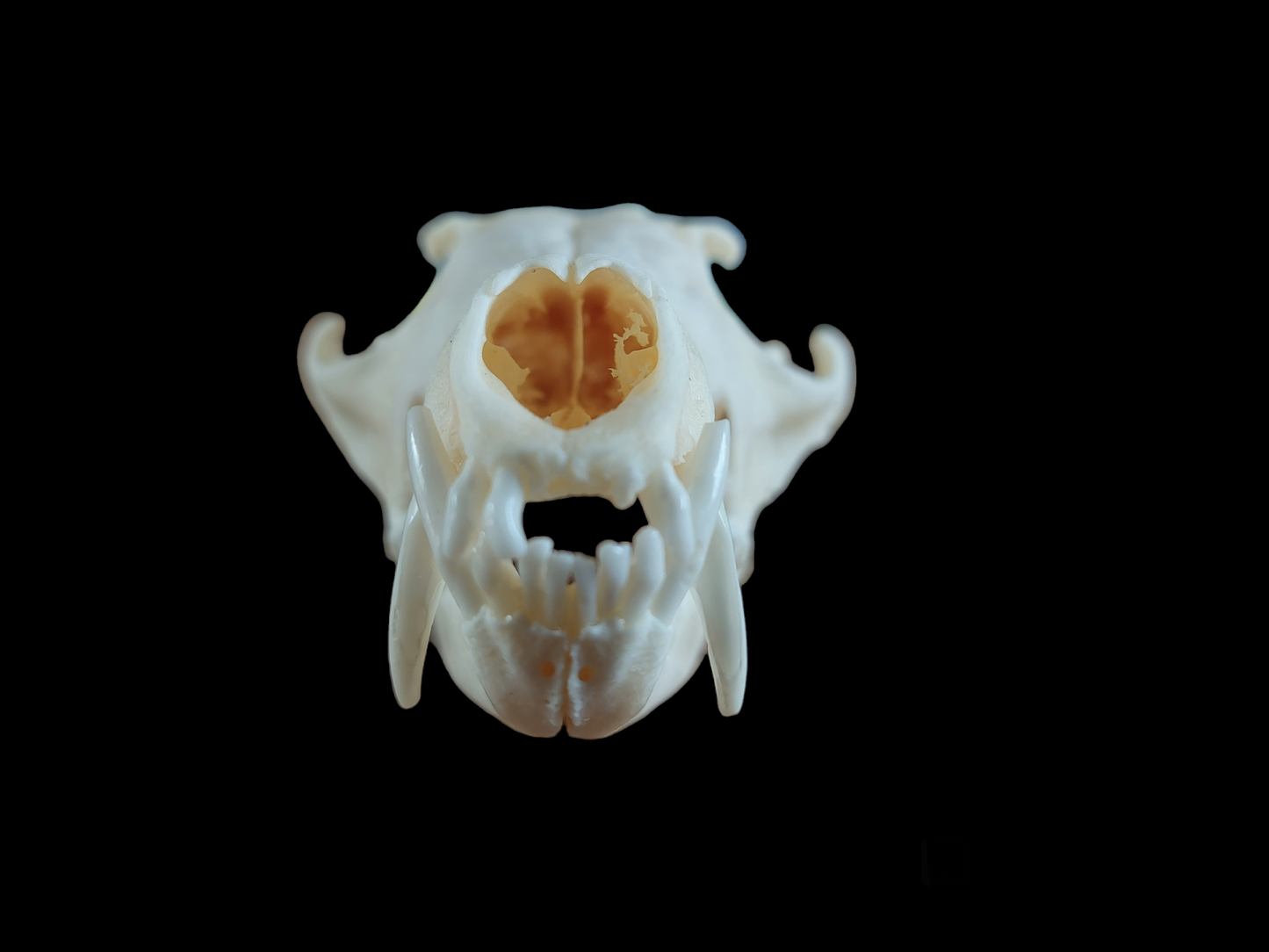 Fox skull #12, B-quality