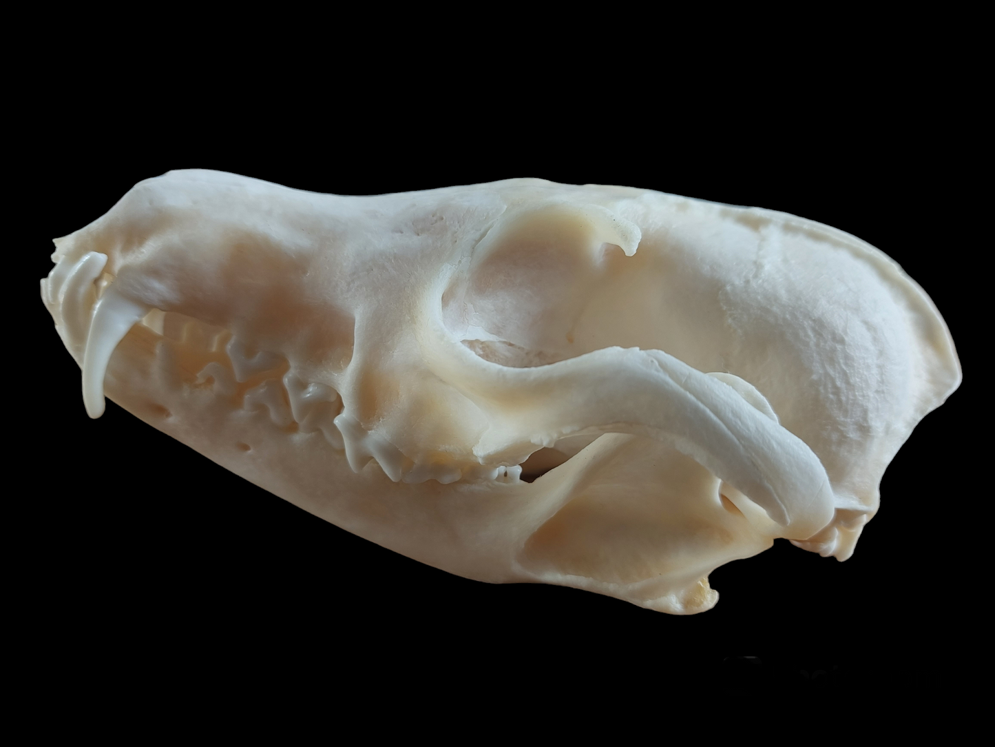 Fox skull #12, B-quality