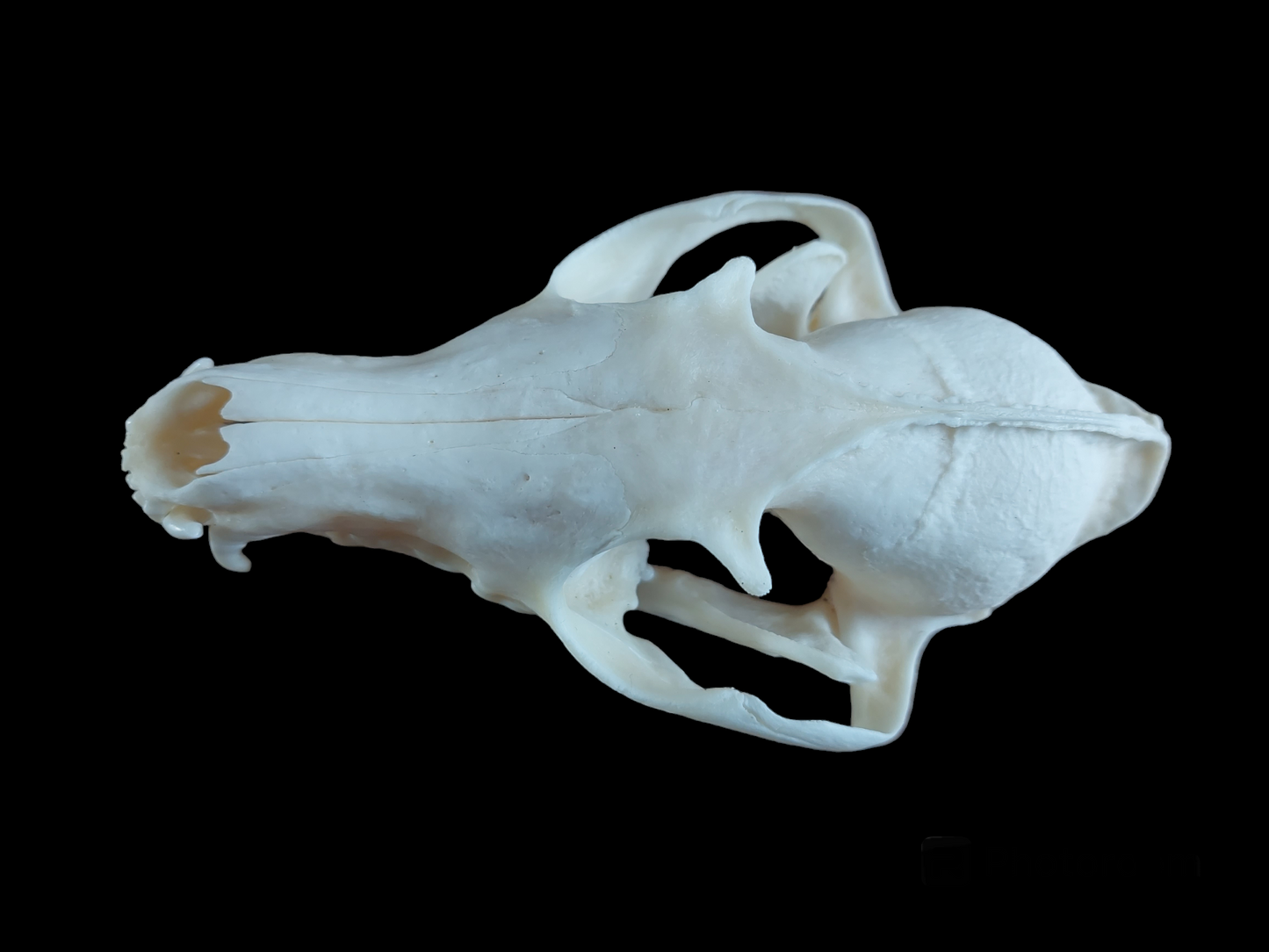 Fox skull #12, B-quality