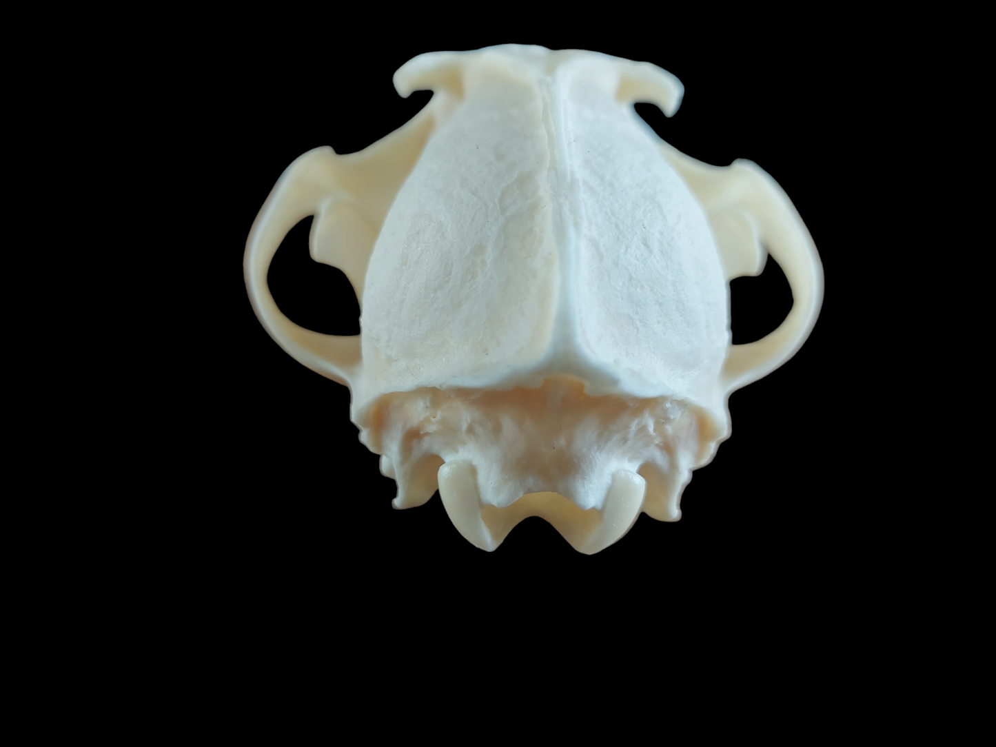 Fox skull #12, B-quality