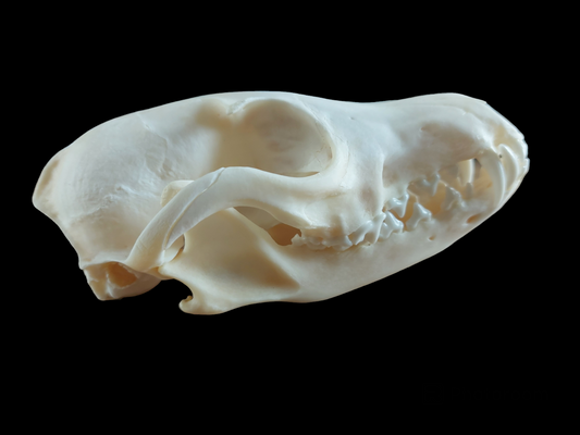 Fox skull #13