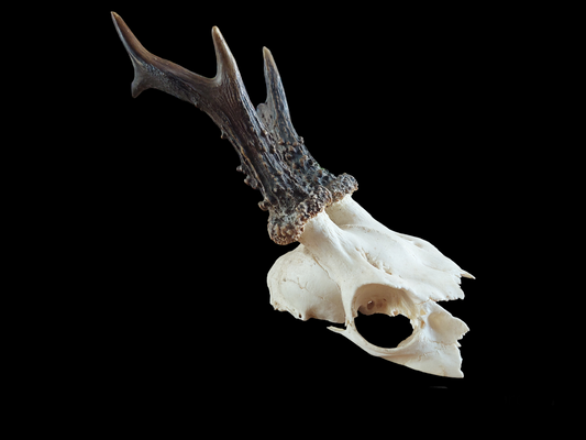 Roe buck upper skull #4, B-quality