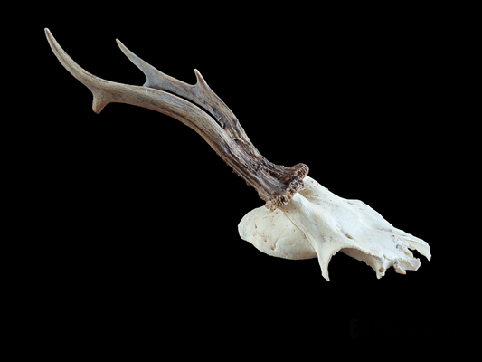 Roe buck upper skull #5