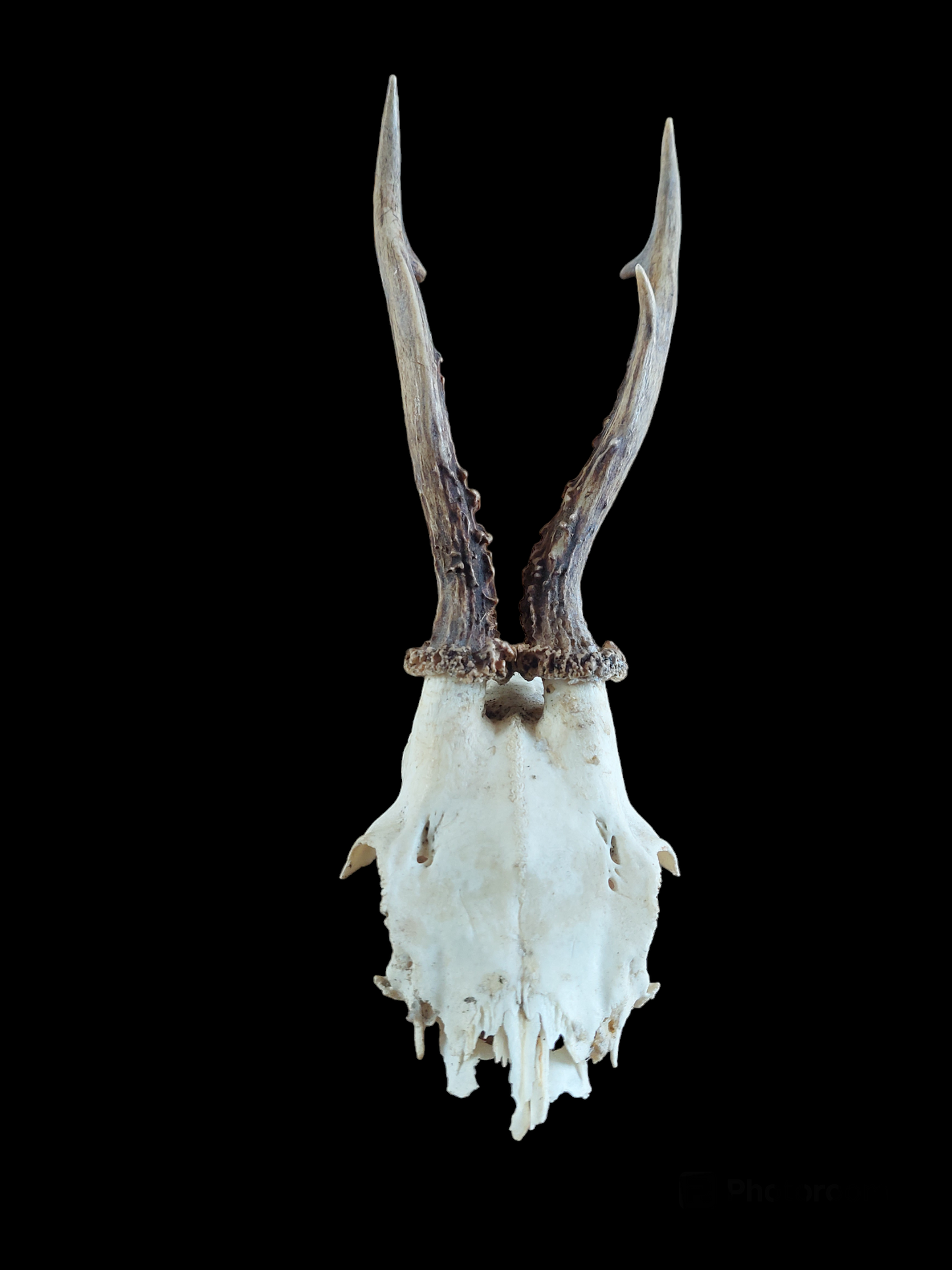 Roe buck upper skull #5