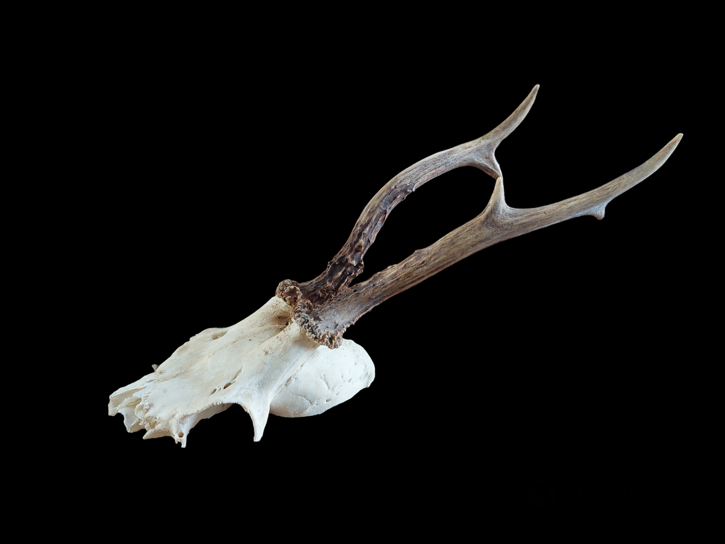 Roe buck upper skull #5