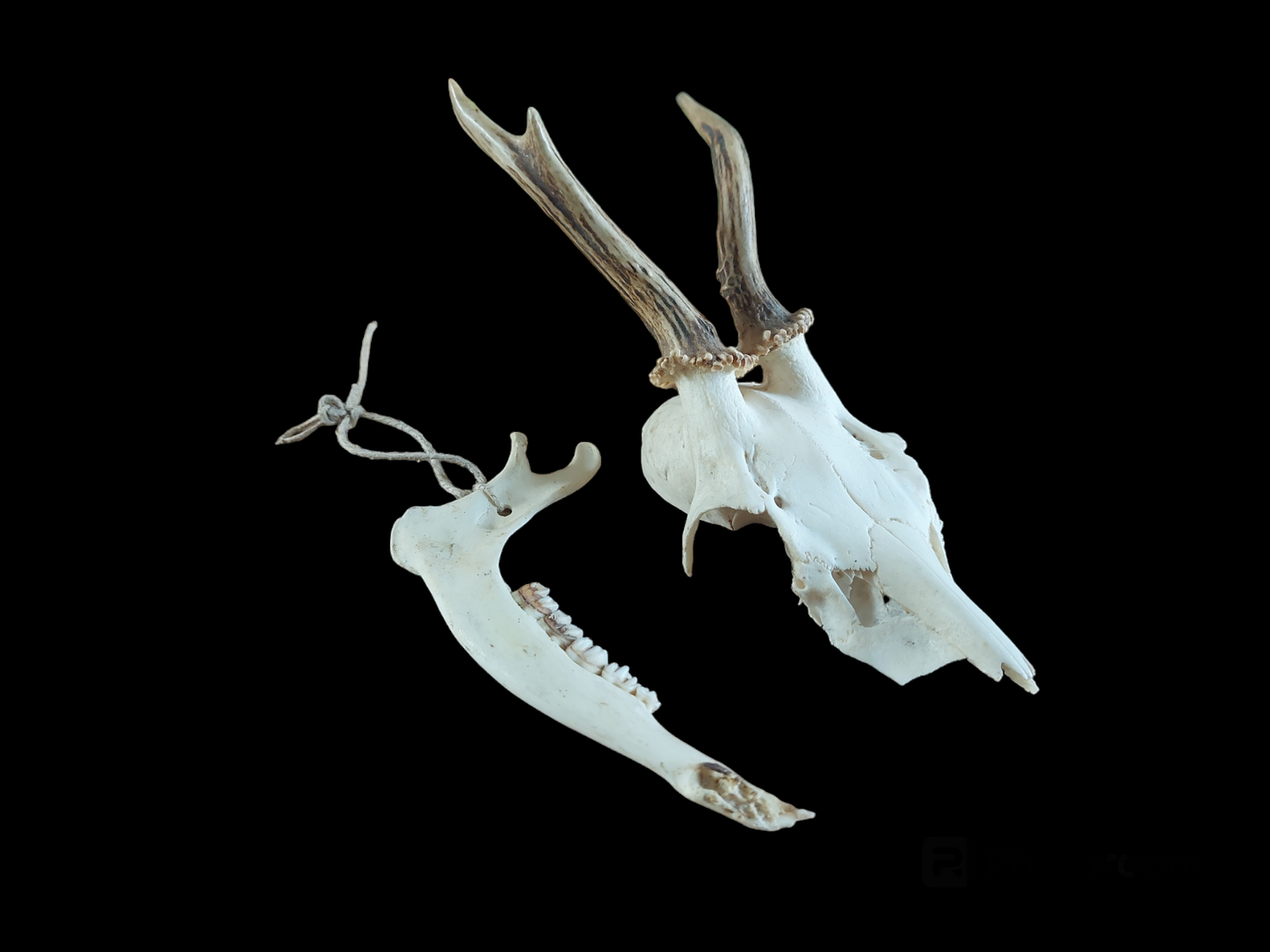 Roe buck upper skull #7