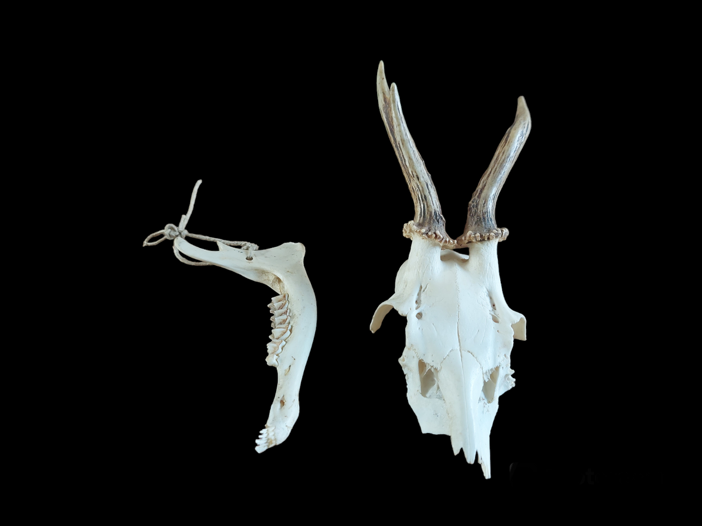 Roe buck upper skull #7