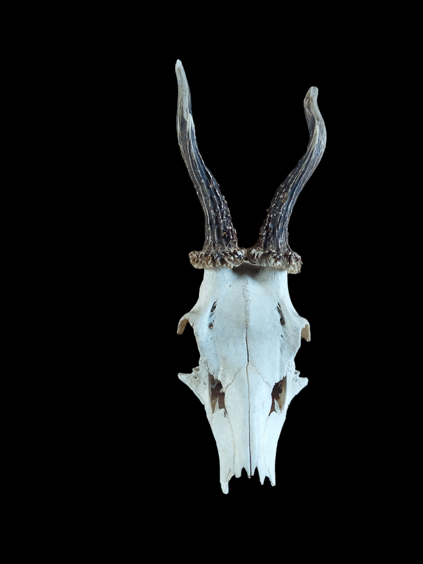 Roe buck upper skull #8