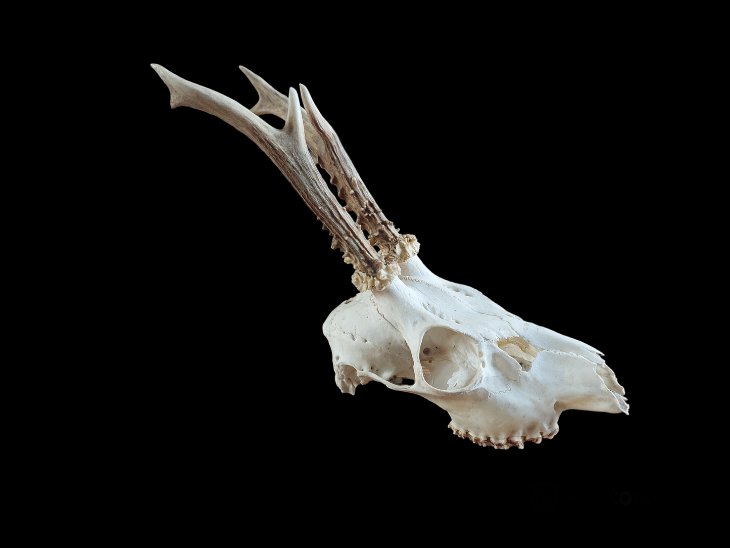 Roe buck upper skull #9, B-quality